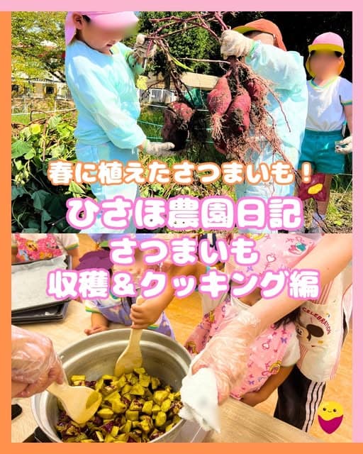 さつまいもを収穫する園児たち
